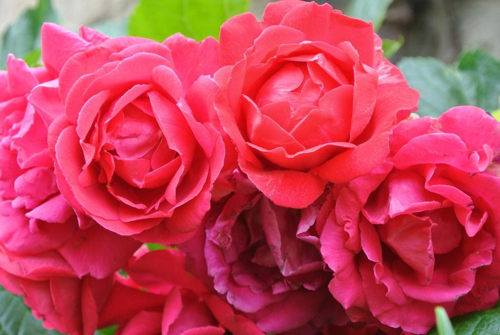 Domaine La Rose Bed and Breakfast Caylus Camera foto