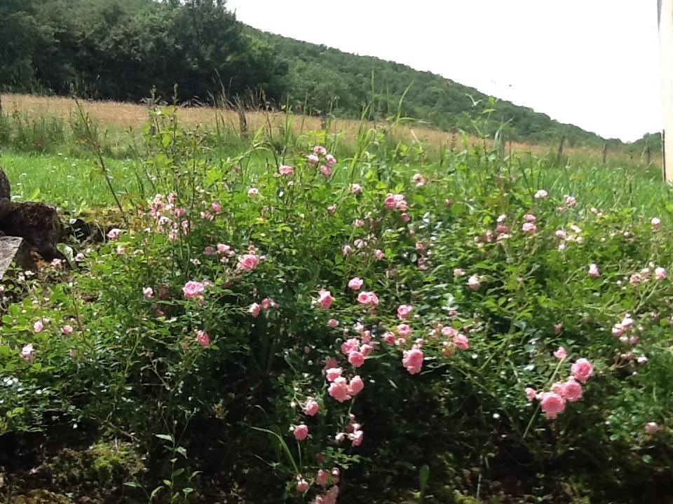 Domaine La Rose Bed and Breakfast Caylus Esterno foto
